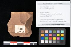 Foto (Objekt + Etikett) von Pinus ciliata Ettingshausen (NHMW-GEO-2024-0188-0330)